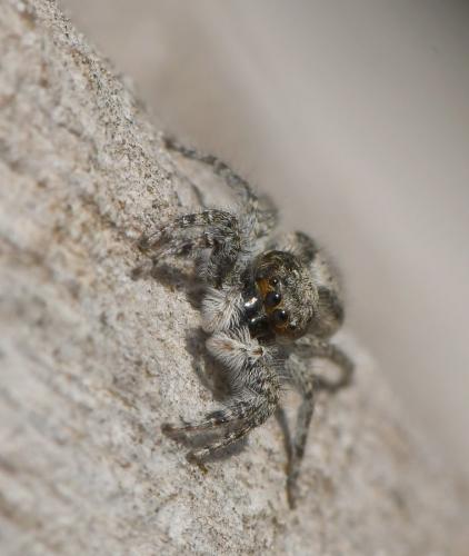 Réf. 216 384 : Menemerus taeniatus